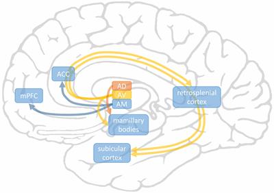 Executive Functions May Predict Outcome in Deep Brain Stimulation of Anterior Nucleus of Thalamus for Treatment of <mark class="highlighted">Refractory Epilepsy</mark>